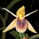 COELOGYNE FIMBRIATA