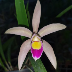 BRASSOLAELIOCATTLEYA LILIPUTIAN PRINCESS X CATTLEYA IRICOLOR