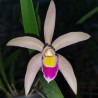 BRASSOLAELIOCATTLEYA LILIPUTIAN PRINCESS X CATTLEYA IRICOLOR