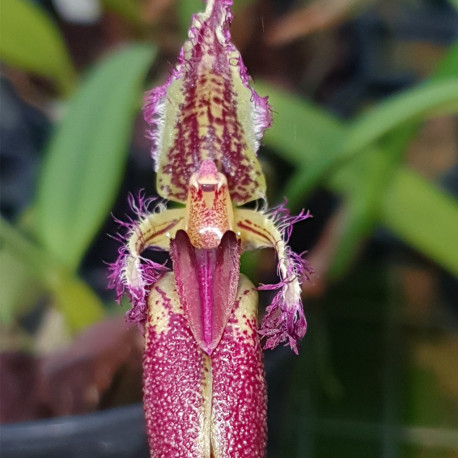 BULBOPHYLLUM FASCINATOR