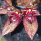 BULBOPHYLLUM FROSTII X PING TUNGENSE