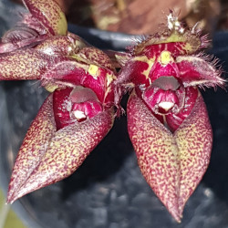 BULBOPHYLLUM FROSTII X PING TUNGENSE