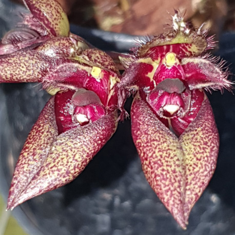 BULBOPHYLLUM FROSTII X PING TUNGENSE
