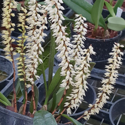 BULBOPHYLLUM IVORENSE