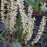 BULBOPHYLLUM IVORENSE