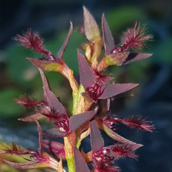 BULBOPHYLLUM TREMULUM