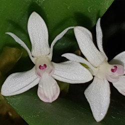 CATEDIA POMATOPHYLLA