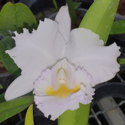CATTLEYA CHOCOENSIS