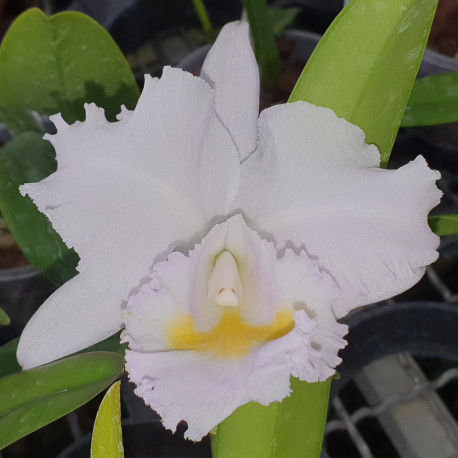 CATTLEYA CHOCOENSIS