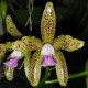 CATTLEYA GUTTATA COERULEA
