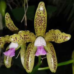 CATTLEYA GUTTATA COERULEA