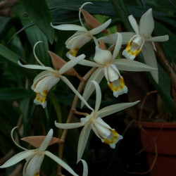 COELOGYNE FLACCIDA