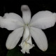 CATTLEYA LODDIGESII ALBA