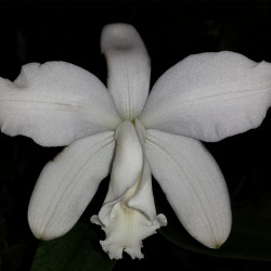 CATTLEYA LODDIGESII ALBA