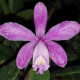 CATTLEYA LODDIGESII PUNCTATA MARISA