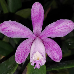CATTLEYA LODDIGESII PUNCTATA MARISA