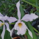 CATTLEYA MAXIMA COERULEA