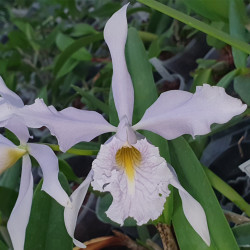 CATTLEYA MAXIMA COERULEA