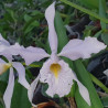 CATTLEYA MAXIMA COERULEA