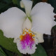CATTLEYA MOSSIAE SEMIALBA