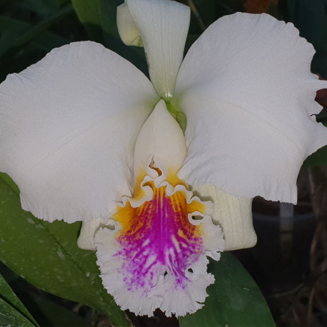 CATTLEYA MOSSIAE SEMIALBA