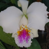 CATTLEYA MOSSIAE SEMIALBA