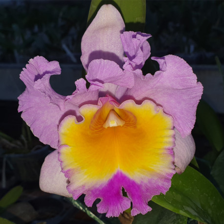 CATTLEYA OLD SIERRA NEVADA X MARIE SPIRIT GOLDEN MOON
