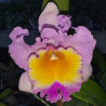 CATTLEYA OLD SIERRA NEVADA X MARIE SPIRIT GOLDEN MOON