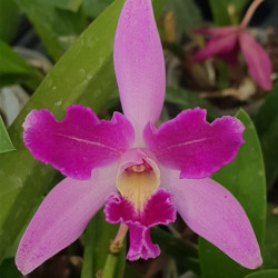 CATTLEYA PENNY KURODA SPOT X LAELIA LUCASIANA