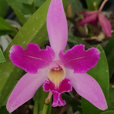CATTLEYA PENNY KURODA SPOT X LAELIA LUCASIANA