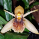 COELOGYNE FULIGINOSA