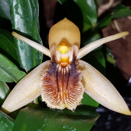 COELOGYNE FULIGINOSA