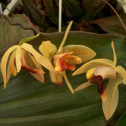 COELOGYNE SPECIOSA X AFFINE