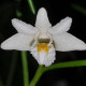 DENDROBIUM EQUITANS