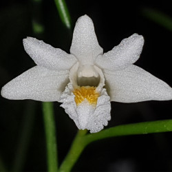 DENDROBIUM EQUITANS