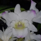 DENDROBIUM NOBILE HYBRID