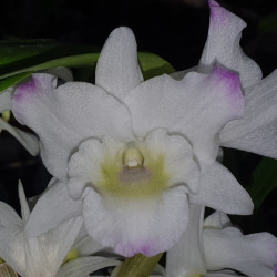 DENDROBIUM NOBILE HYBRID