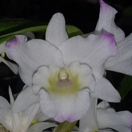 DENDROBIUM NOBILE HYBRID