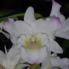 DENDROBIUM NOBILE HYBRID