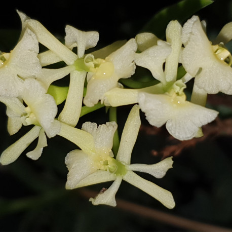 EPIDENDRUM DIFFORME WHITE