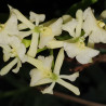 EPIDENDRUM DIFFORME WHITE