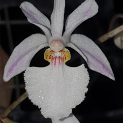 HOLCOGLOSSUM ISABELLE DREAM  AMESIANUM X SUBULIFOLIUM