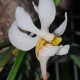 HOLCOGLOSSUM SINGCHIANUM