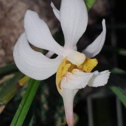HOLCOGLOSSUM SINGCHIANUM