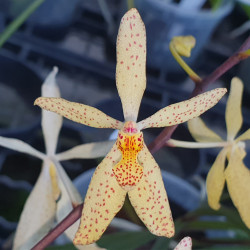 HOLCOGLOSSUM SUBULATUM X RENANTHERA MONACHICA