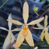 HOLCOGLOSSUM SUBULATUM X RENANTHERA MONACHICA