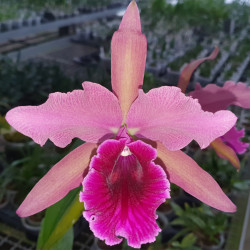 LAELIOCATTLEYA FIREBALL
