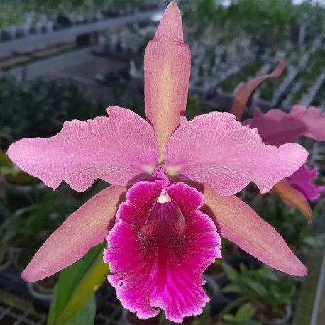 LAELIOCATTLEYA FIREBALL