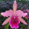 LAELIOCATTLEYA FIREBALL LAELIA TENEBROSA X CATTLEYA COMET