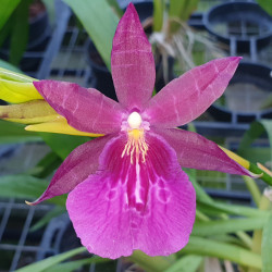 MILTONIA BLUNTII HYBRID